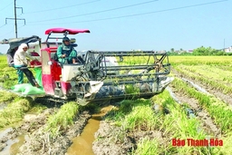 Ghi nhận kết quả sản xuất vụ chiêm xuân