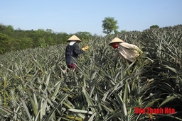 Huyện Như Xuân có 21 ha dứa gai được liên kết bao tiêu sản phẩm