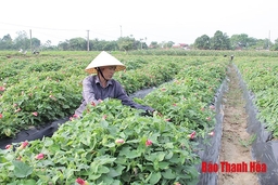 Huyện Vĩnh Lộc có hơn 2.493 ha cây trồng tham gia liên kết, bao tiêu sản phẩm