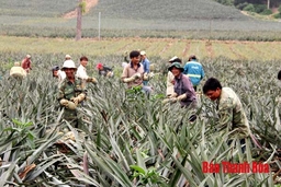 Những vấn đề cần quan tâm trong sản xuất, tiêu thụ dứa gai