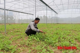 5 HTX nông nghiệp trên địa bàn huyện Thường Xuân tham gia liên kết bao tiêu sản phẩm