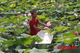 Huyện Thọ Xuân tích tụ được 1.032 ha đất sản xuất nông nghiệp