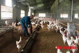 Nâng cao hiệu quả chăn nuôi nông hộ