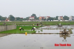 Huyện Đông Sơn khắc phục tình trạng hạn hán