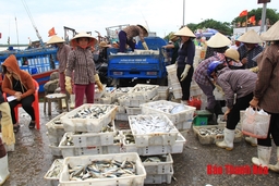 Nhộn nhịp chợ cá cảng Hới
