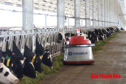 Chăn nuôi bò sữa: Bước đột phá của ngành chăn nuôi