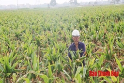 Hiệu quả của những cánh đồng sản xuất giống cây trồng ở huyện Yên Định