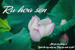 Ru hoa sen