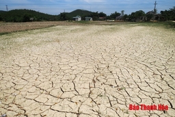Tĩnh Gia: Trên 60% diện tích lúa của xã Phú Sơn có nguy cơ bị chết do thiếu nước