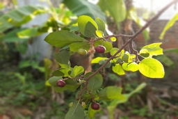 Nụ quân nho nhỏ, nhuộm đỏ nắng hè