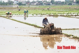 Huyện Thọ Xuân: Khoảng 1.570 ha lúa thu mùa được áp dụng cơ giới hóa đồng bộ vào sản xuất