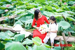 Bâng khuâng hoa sen mùa hạ