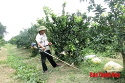 Hơn 70 hộ dân xã Xuân Thành được hỗ trợ giống cây ăn quả