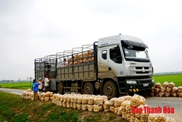 Huyện Nga Sơn chuyển đổi 113 ha lúa kém hiệu quả sang cây trồng khác