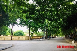 Những con đường rợp bóng cây xanh trong lòng TP Thanh Hóa