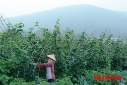 Huyện Hà Trung chuyển đổi 878,7 ha đất lúa sang các mô hình sản xuất mới, hiệu quả cao