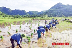 Mùa hè xanh trên những cung đường nắng