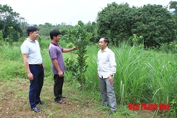 Huyện Như Xuân: Đảng viên gương mẫu đi đầu trong phát triển kinh tế