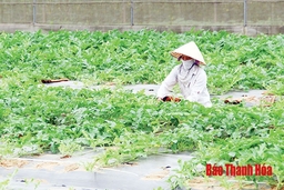 Phát huy vai trò của các HTX dịch vụ nông nghiệp trong chuyển đổi cơ cấu cây trồng