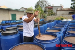 Xã Ninh Hải phát triển sản xuất, nâng cao thu nhập cho người dân