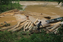 Nước lũ cuồn cuộn chảy, người dân vẫn liều mình ra vớt gỗ