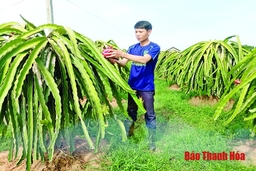 Kỹ sư công nghệ thông tin khởi nghiệp với cây thanh long