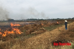 Lạm dụng thuốc “cỏ cháy” - lợi bất cập hại