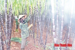 Chuyện thoát nghèo ở miền núi xứ Thanh