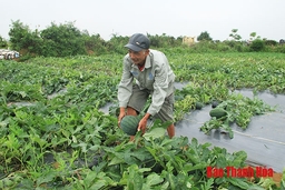 Nông dân huyện Nga Sơn thu hoạch dưa hấu vụ 3 được mùa, được giá