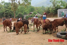 Phát triển chăn nuôi gia súc ở huyện Quan Hóa