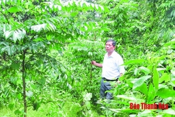 Khôi phục và phát triển rừng lim xanh