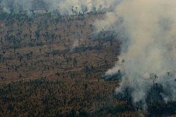 Na Uy hối thúc các công ty tại Brazil nỗ lực bảo vệ rừng Amazon