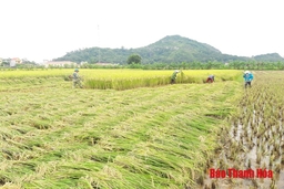  Huyện Vĩnh Lộc: Chủ động thu hoạch lúa mùa nhằm tránh thiệt hại do mưa bão