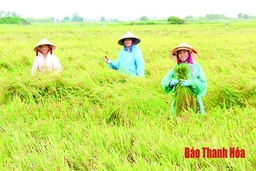 Các địa phương tập trung thu hoạch lúa thu mùa