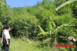Vầu đắng “lên ngôi”