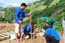 Trồng 600 cây hoa ban tại huyện Mường Lát