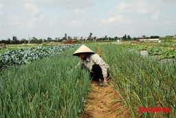 Toàn tỉnh gieo trồng được 21.580 ha cây vụ đông