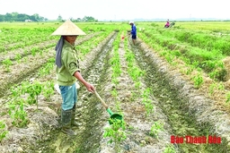 Nét mới trong sản xuất vụ đông