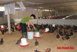 Huyện Thường Xuân thực hiện hỗ trợ 16 dự án phát triển chăn nuôi