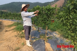 Hiệu quả thực hiện tái cơ cấu nông nghiệp ở huyện Như Xuân