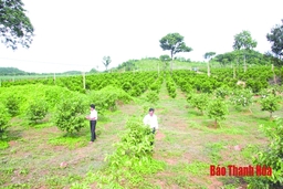 Chuyển đổi đất trồng lúa kém hiệu quả sang trồng cây có giá trị kinh tế cao ở huyện Thạch Thành