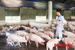 Những vấn đề cần quan tâm khi thực hiện tái đàn sau bệnh dịch tả lợn châu Phi