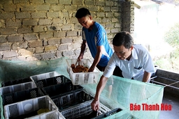 Hiệu quả từ mô hình nuôi ốc nhồi