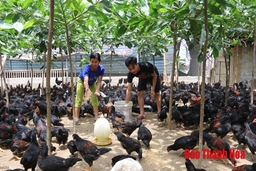 Liên kết chăn nuôi gà theo chuỗi giá trị mang lại hiệu quả kinh tế cao tại huyện Như Xuân