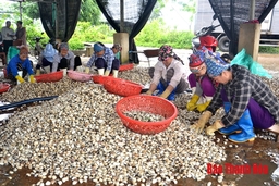 Câu lạc bộ doanh nhân nữ Hậu Lộc tích cực hoạt động hiệu quả