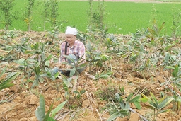 Huyện Như Thanh tích cực chuyển đổi cơ cấu cây trồng, vật nuôi