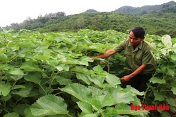 Huyện Cẩm Thủy có gần 55 ha cây gai xanh mang lại hiệu quả kinh tế cao