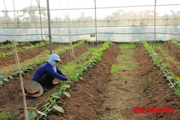 Phát triển sản xuất nông nghiệp hữu cơ - cơ hội và thách thức