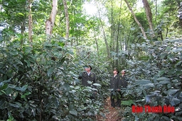 Tăng cường đấu tranh chống khai thác và vận chuyển, buôn bán lâm sản trái phép