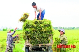 Năng suất lúa vụ thu mùa ước đạt 52,2 tạ/ha